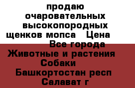 продаю очаровательных высокопородных щенков мопса › Цена ­ 20 000 - Все города Животные и растения » Собаки   . Башкортостан респ.,Салават г.